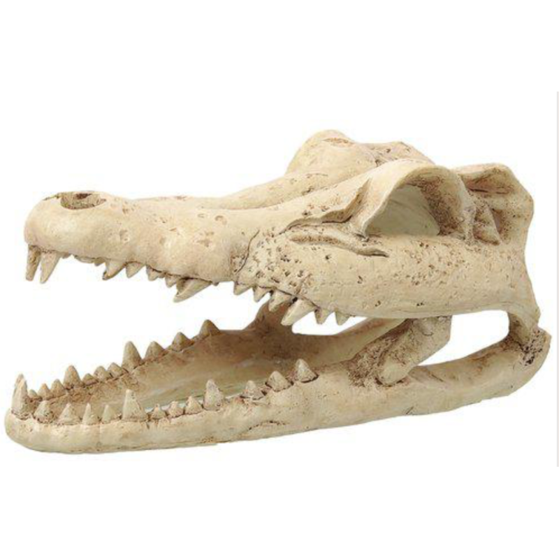 "Krokodille kranie" lille 13,8x6,8x5cm
