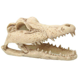 "Krokodille kranie" lille 13,8x6,8x5cm