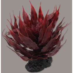 Plante "Sukulent Agave rød" 18cm