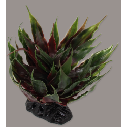 Plante "Sukulent Agave grøn" 18cm