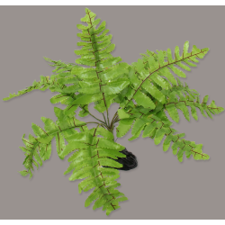 Plante "Nephrolepis" 20cm