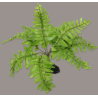 Plante "Nephrolepis" 20cm