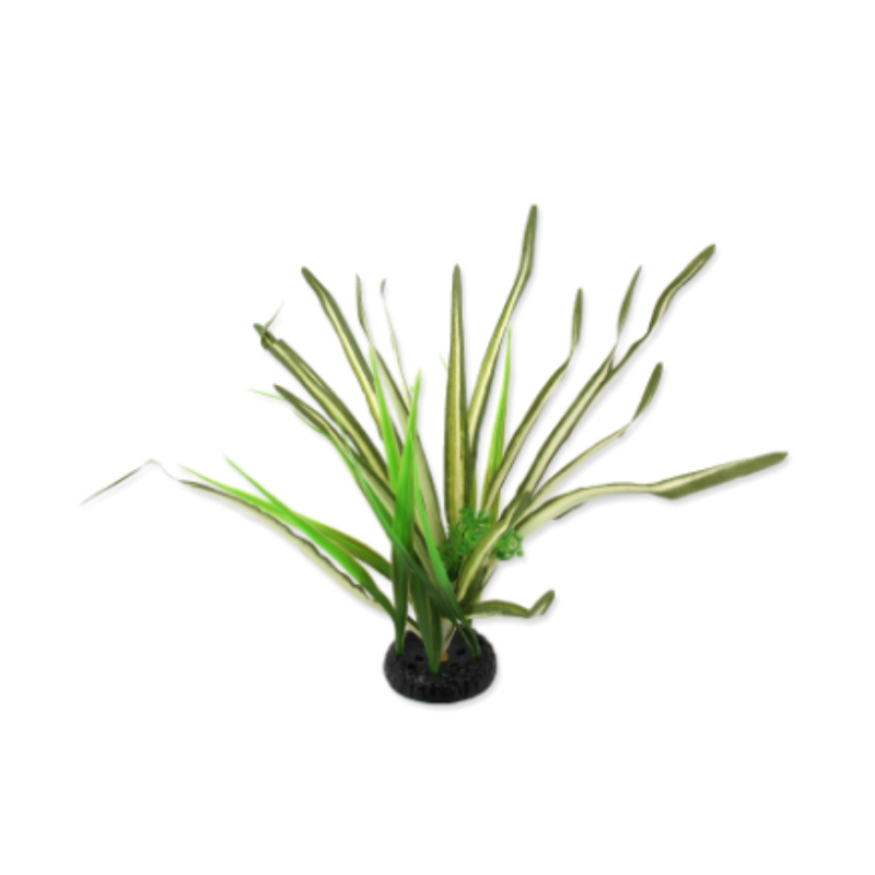 Plante "Spartina" 30cm